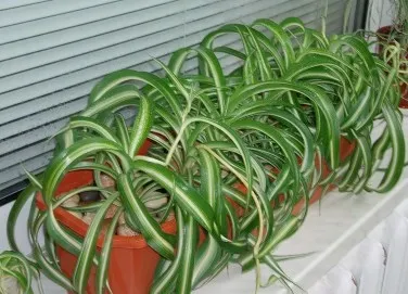 Как да расте закрит завод Chlorophytum - плосък като местообитание