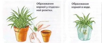 Как да расте Chlorophytum в стаята