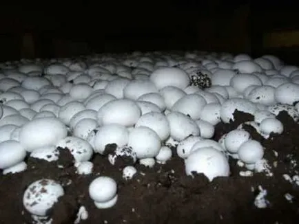 Hogyan növekszik gombát a lakásban, és az országban - gomba - Gomba