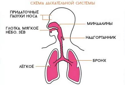Кашлица на горните дихателни пътища, което води и лечение
