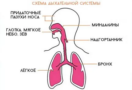 Tuse cailor respiratorii superioare ceea ce cauze si tratament