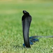 De ce vis de un șarpe negru în cartea de vis pentru a afla de ce s-ar putea vis de un șarpe negru