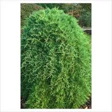 Cypress Care, cultivare, udare, plantare la domiciliu