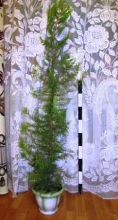 Cypress грижи, отглеждане, поливане, засаждане у дома