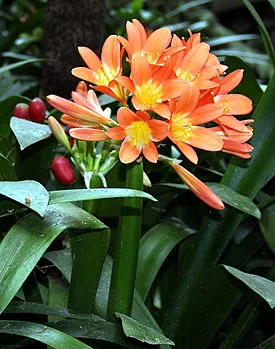 Clivia - видове, грижи, размножаване, Greenhome