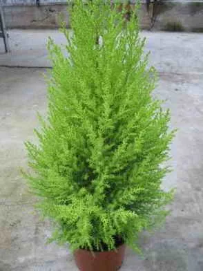 Cypress грижи, отглеждане, поливане, засаждане у дома