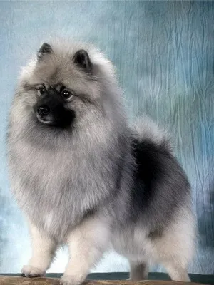 Keeshond (Wolfspitz) fotó kutyafajta szabványok és leírása sajátosságát, mint a takarmány