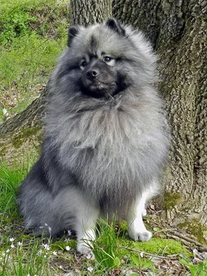 Keeshond (Wolfspitz) fotó kutyafajta szabványok és leírása sajátosságát, mint a takarmány