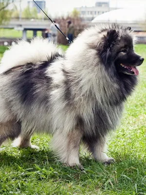 Keeshond (Wolfspitz) fotó kutyafajta szabványok és leírása sajátosságát, mint a takarmány