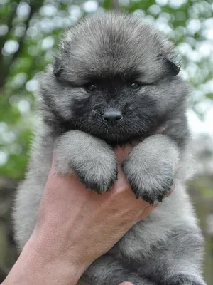 Keeshond (Wolfspitz) fotó kutyafajta szabványok és leírása sajátosságát, mint a takarmány