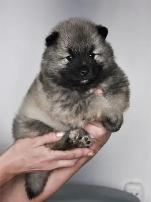 Keeshond (Wolfspitz) fotó kutyafajta szabványok és leírása sajátosságát, mint a takarmány