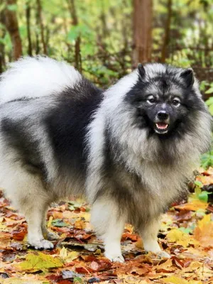 Keeshond (Wolfspitz) fotó kutyafajta szabványok és leírása sajátosságát, mint a takarmány