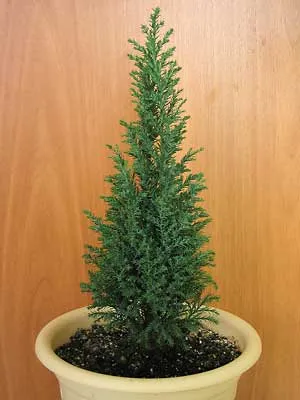 Cypress грижи, отглеждане, поливане, засаждане у дома