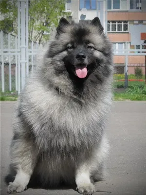 Keeshond (Wolfspitz) fotó kutyafajta szabványok és leírása sajátosságát, mint a takarmány