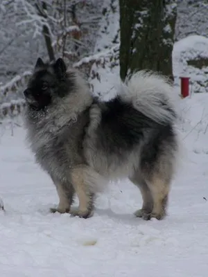 Keeshond (Wolfspitz) fotó kutyafajta szabványok és leírása sajátosságát, mint a takarmány