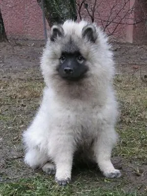 Keeshond (Wolfspitz) fotó kutyafajta szabványok és leírása sajátosságát, mint a takarmány