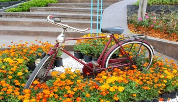 Un pat de flori de o bicicletă cu propriile sale mâini, instrucțiuni despre cum să picteze o bicicletă decât pentru a trata