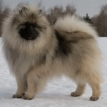 Keeshond (Wolfspitz) fotó kutyafajta szabványok és leírása sajátosságát, mint a takarmány