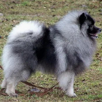 Keeshond (Wolfspitz) fotó kutyafajta szabványok és leírása sajátosságát, mint a takarmány