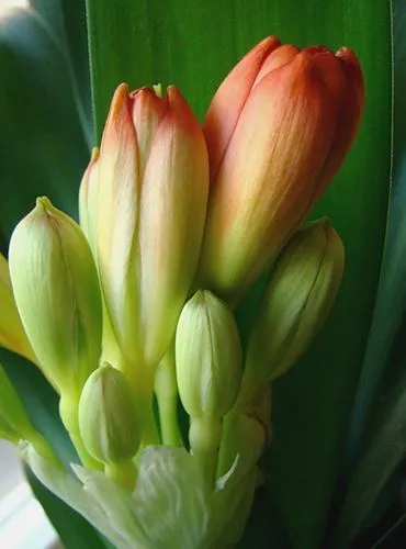 Clivia - tipuri, de îngrijire, de reproducere, Greenhome