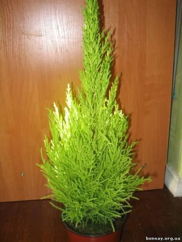 Cypress грижи, отглеждане, поливане, засаждане у дома