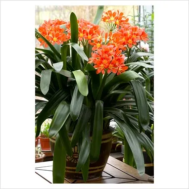 Clivia - tipuri, de îngrijire, de reproducere, Greenhome