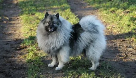 caracter Keeshond, istorie și caracteristici ale rasei de conținut (fotografii și video)