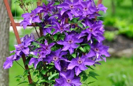 plantare clematis și de îngrijire, cultivare, propagare, transplantare, tăiere, specii, soiuri, plante fotografie