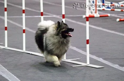 Keeshond (Wolfspitz) fajta leírás, karakter, fotó, ár