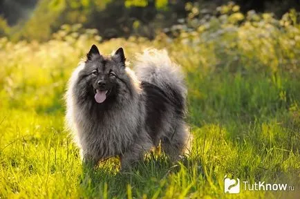 Keeshond descriere rasa, sănătate, preț