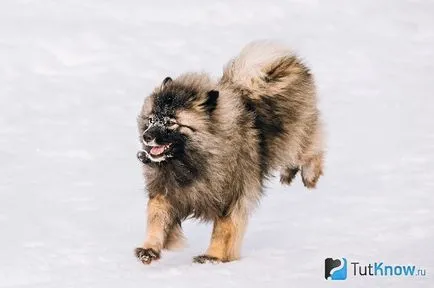 Keeshond descriere rasa, sănătate, preț