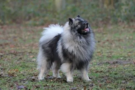 caracter Keeshond, istorie și caracteristici ale rasei de conținut (fotografii și video)