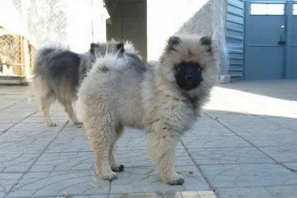 Keeshond (Wolfspitz) fotó kutyafajta szabványok és leírása sajátosságát, mint a takarmány