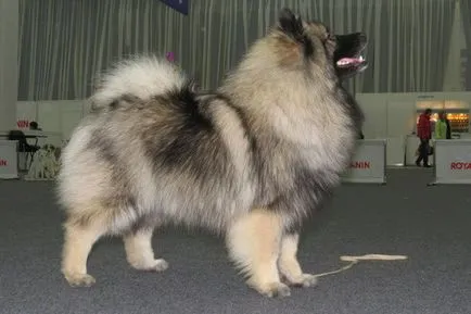 Keeshond (Wolfspitz) fotó kutyafajta szabványok és leírása sajátosságát, mint a takarmány