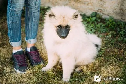 Keeshond fajta leírását, az egészségügy, az ár