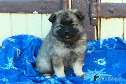 Keeshond descriere rasa, sănătate, preț