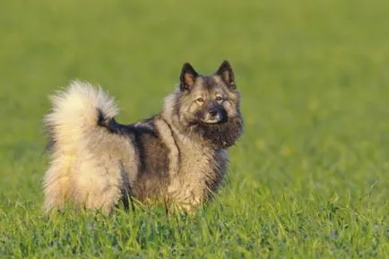 caracter Keeshond, istorie și caracteristici ale rasei de conținut (fotografii și video)