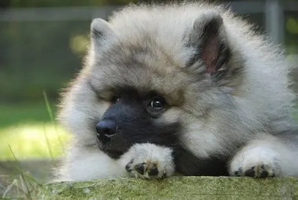 caracter Keeshond, istorie și caracteristici ale rasei de conținut (fotografii și video)