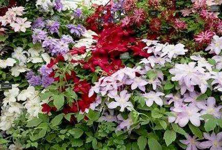 plantare clematis și de îngrijire, cultivare, propagare, transplantare, tăiere, specii, soiuri, plante fotografie