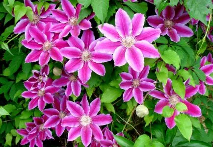 plantare clematis și de îngrijire, cultivare, propagare, transplantare, tăiere, specii, soiuri, plante fotografie