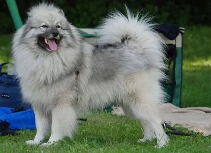 caracter Keeshond, istorie și caracteristici ale rasei de conținut (fotografii și video)