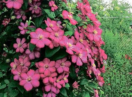 Clematis засаждане и грижи, отглеждане, размножаване, пресаждане, подрязване, вид, сорт, машини, съоръжения снимка