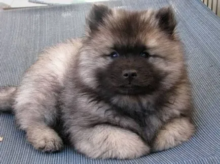 Keeshond karakter, a történelem és jellemzői a fajta tartalom (fotók és videó)