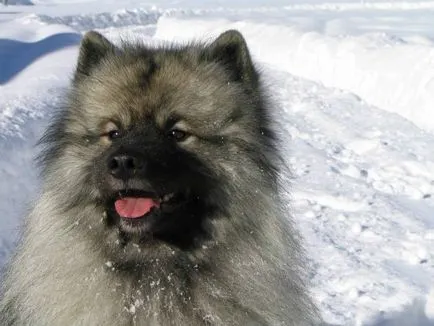 caracter Keeshond, istorie și caracteristici ale rasei de conținut (fotografii și video)