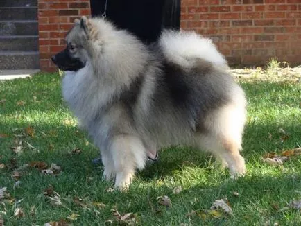 Keeshond karakter, a történelem és jellemzői a fajta tartalom (fotók és videó)