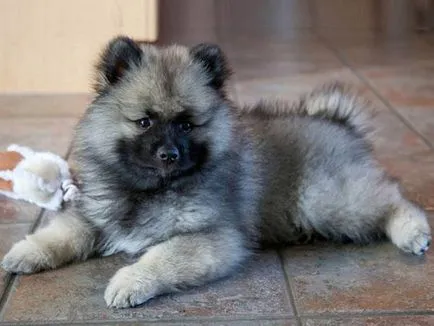 Keeshond karakter, a történelem és jellemzői a fajta tartalom (fotók és videó)