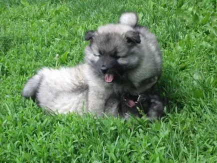 Keeshond karakter, a történelem és jellemzői a fajta tartalom (fotók és videó)