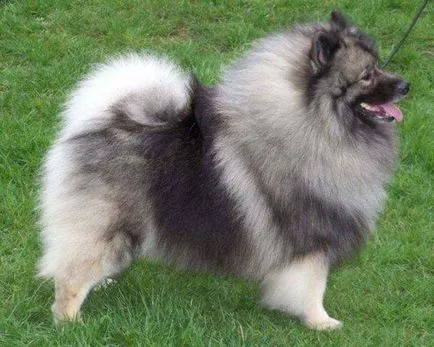 fotografie câine Keeshond, pret, descriere rasa, caracter, video