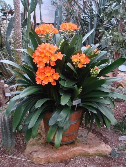 Clivia - tipuri, de îngrijire, de reproducere, Greenhome