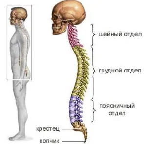 Cal hernie de grăsime de tratament chirurgical al coloanei vertebrale